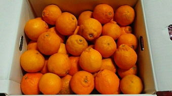 日本蔬菜代購指南 價格、二手市場與選購技巧